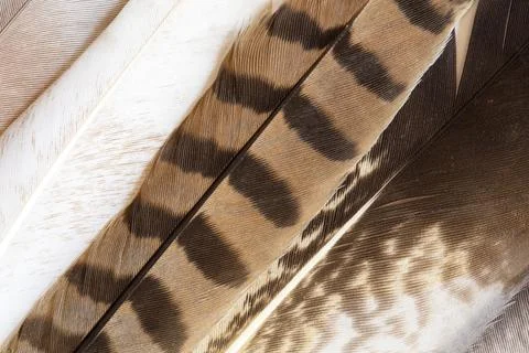 Feathers texture 库存照片