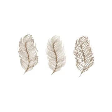 Feathers vector illustration Illustrazione stock