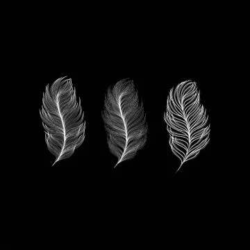 Feathers vector illustration Stock Illustration