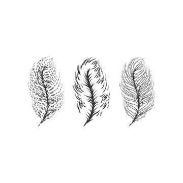 Feathers vector illustration Stock Illustration
