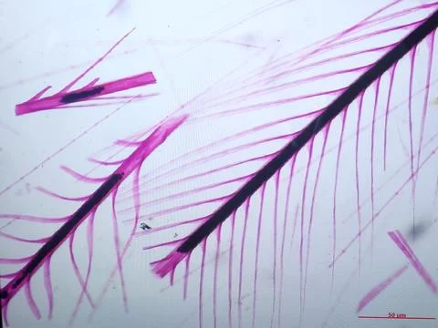 Feathers viewed under microscope with pink stain Stock Photos