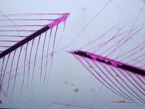 Feathers viewed under microscope with pink stain Foto stock