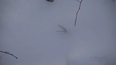 Feathers in the Wind Stock Footage 179664503