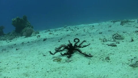 Featherstar walking on sandy bottom Video stock 76936200