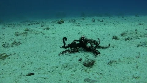 Featherstar walking walking on the ground Stock Footage 76892284
