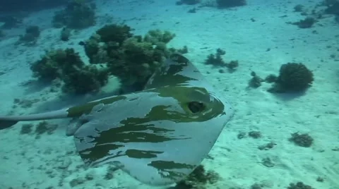 Feathertail stingray flying over the ground Stock Footage 58190802