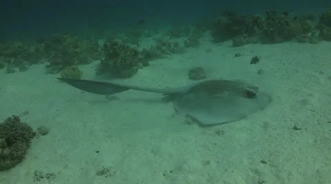 Feathertail stingray Video stock 40301164