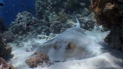 Feathertail Stingray (Pastinachus sephen) Stock Footage 292458849