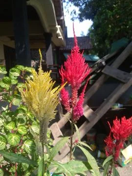 Feathery Celosia in Bloom Foto stock
