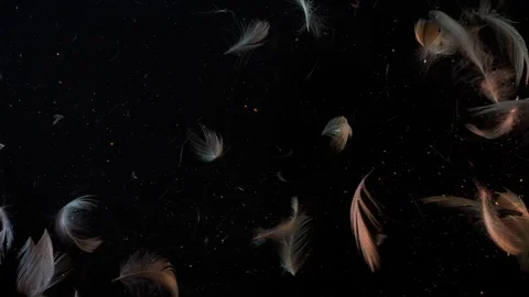 Feathery Stock Footage 115835109