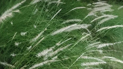 Feathery Stock Footage 320733114