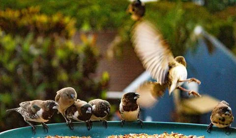 A Feathery Gathering Stock Photos