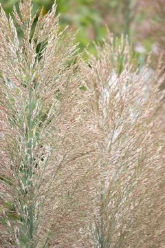 Feathery Grass Plume meadow in the park Stock Photos
