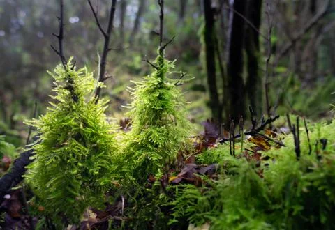 Feathery moss Stock Photos