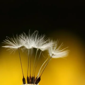 Feathery Stock Photos
