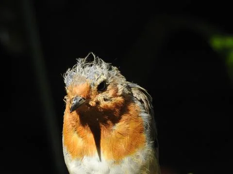 Feathery robin black background Stock Photos