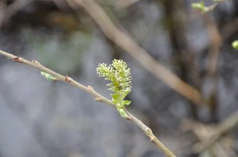 Feathery spring bud Stock Photos