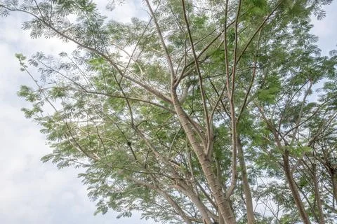 Feathery Tree Canopy Viewed from Below for Nature Background Stock Photos
