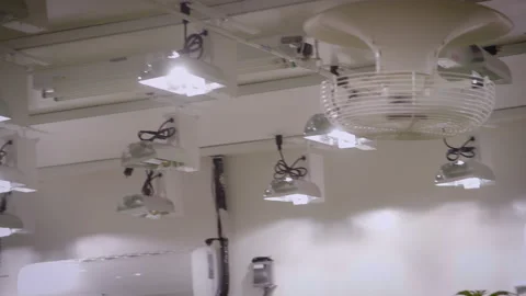 Feature on lights and ventilation in a professional Marijuanna grow room Stock Footage 230927283