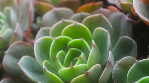 Feature succulents Stock Footage 130364242