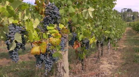 Featured pinot grapes in the vineyard. Stock-Footage 67499548