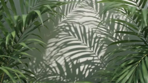 Features an artistic, close-up view of palm leaves. Stock Footage 338252116