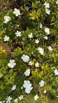 Features a dense array of white periwinkle flowers set against a background o Foto stock