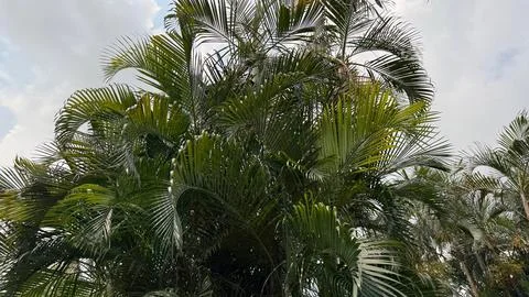 Features a dense cluster of vibrant green palm leaves reaching towards a sky  Foto stock