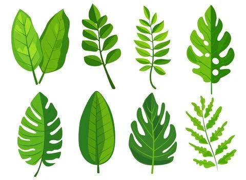 Features eight different types of green leaves, each with distinct shapes and Stock Illustration