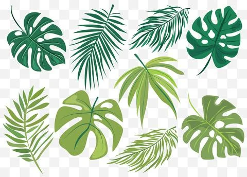 Features eight different types of green leaves, each with distinct shapes and Stock Illustration