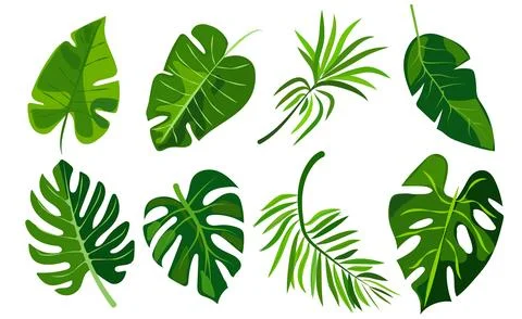 Features eight different types of green leaves, each with distinct shapes and Stock Illustration