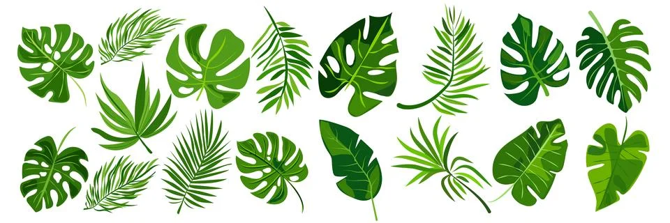 Features eight different types of green leaves, each with distinct shapes and Stock Illustration