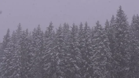 Features a group of trees covered in snow, likely during the winter season Stock Footage 255492141