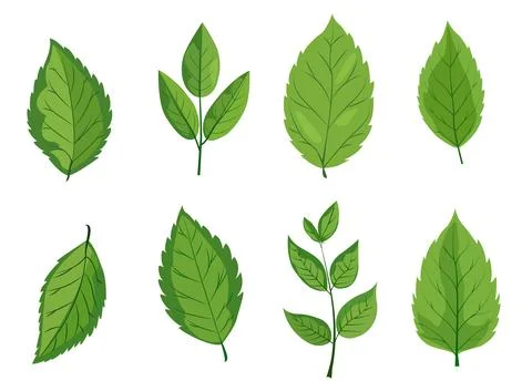 Featuring eight different types of green leaves. Each leaf showcases unique Stock Illustration