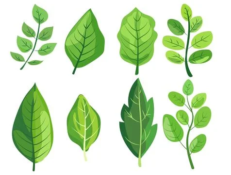 Featuring eight different types of green leaves. Each leaf showcases unique Stock Illustration