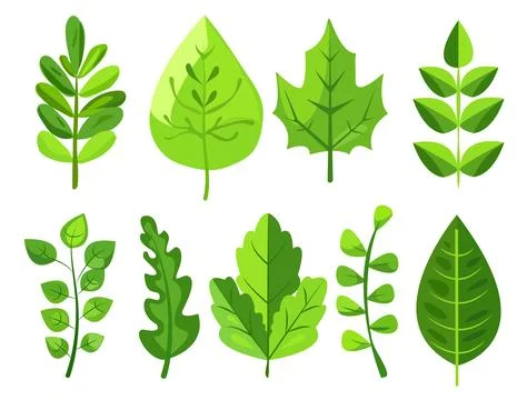 Featuring eight different types of green leaves. Each leaf showcases unique Stock Illustration
