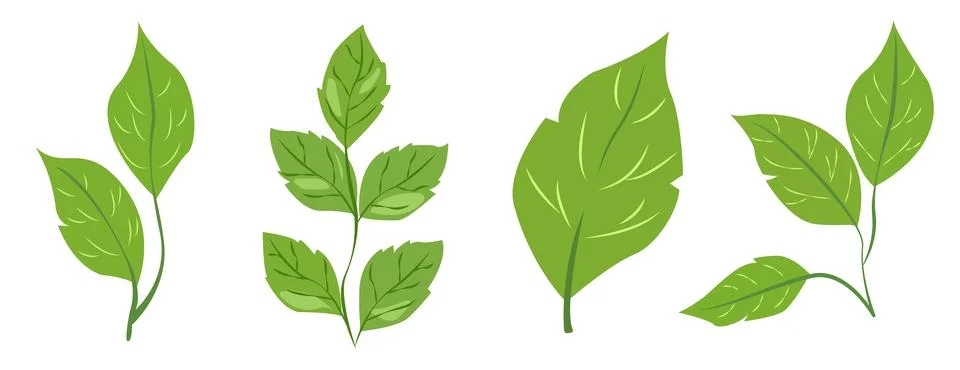 Featuring eight different types of green leaves. Each leaf showcases unique Stock Illustration