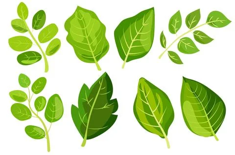 Featuring eight different types of green leaves. Each leaf showcases unique Stock Illustration