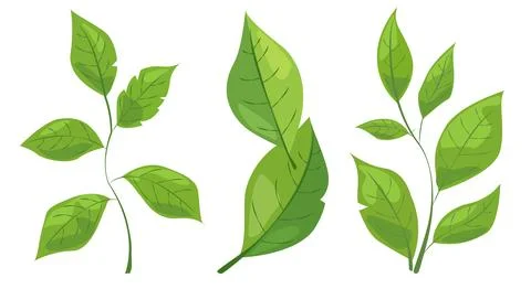 Featuring eight different types of green leaves. Each leaf showcases unique Stock Illustration