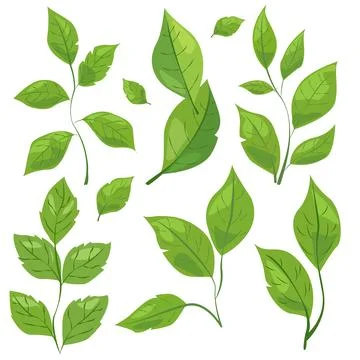 Featuring eight different types of green leaves. Each leaf showcases unique Stock Illustration