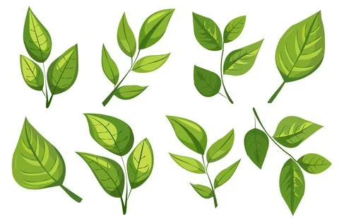 Featuring eight different types of green leaves. Each leaf showcases unique Stock Illustration