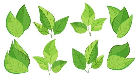 Featuring eight different types of green leaves. Each leaf showcases unique Stock Illustration