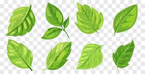 Featuring eight different types of green leaves. Each leaf showcases unique Stock Illustration