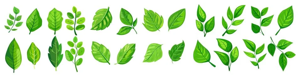Featuring eight different types of green leaves. Each leaf showcases unique Stock Illustration