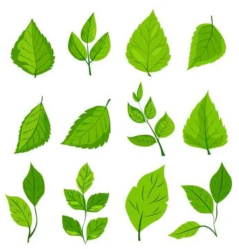 Featuring eight different types of green leaves. Each leaf showcases unique Stock Illustration