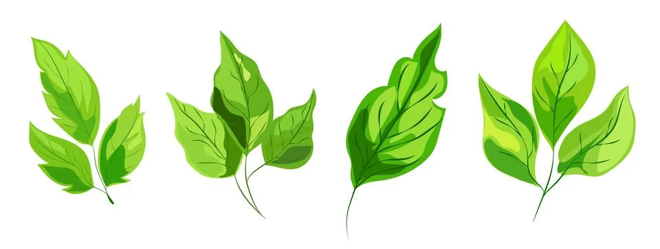 Featuring eight different types of green leaves. Each leaf showcases unique Stock Illustration