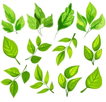 Featuring eight different types of green leaves. Each leaf showcases unique Stock Illustration