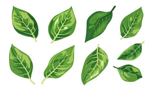 Featuring eight different types of green leaves. Each leaf showcases unique Stock Illustration