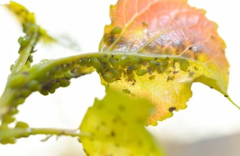 Featuring many aphids Stock Photos