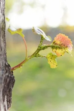 Featuring many aphids Foto stock